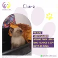 Clark