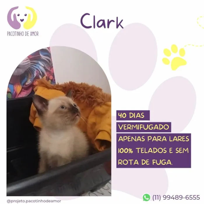 Cachorro ra a SRD-ViraLata idade Abaixo de 2 meses nome Clark