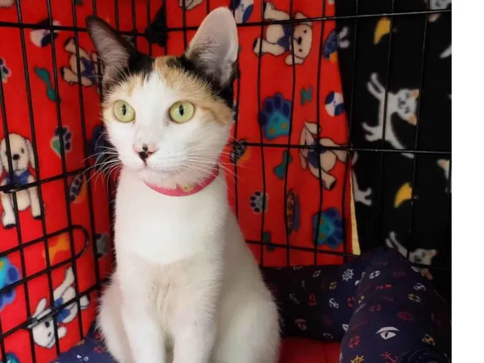 Gato ra a SRD-ViraLata idade 7 a 11 meses nome Amarilis