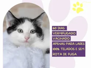 Gato raça SRD-ViraLata idade 2 a 6 meses nome Boss