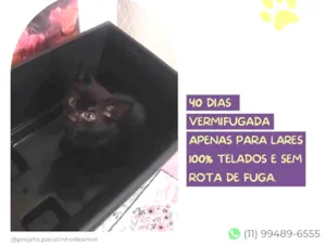 Cachorro raça SRD-ViraLata idade Abaixo de 2 meses nome Rama