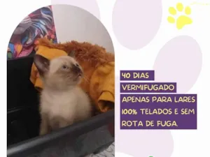 Cachorro raça SRD-ViraLata idade Abaixo de 2 meses nome Clark