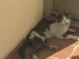 Thomas
