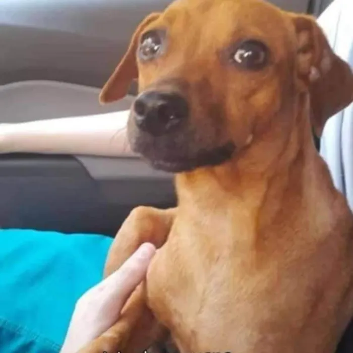 Cachorro ra a SRD-ViraLata idade 2 anos nome Fanny