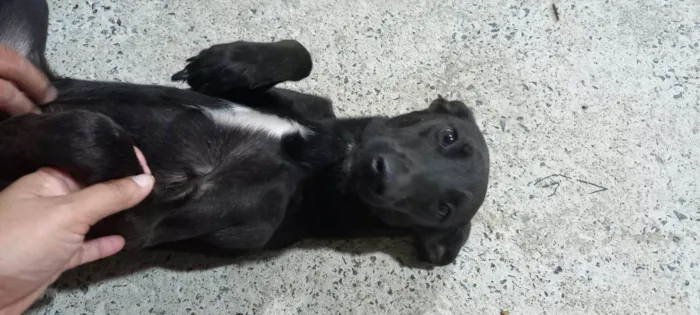 Cachorro ra a SRD-ViraLata idade 7 a 11 meses nome Ambrósia