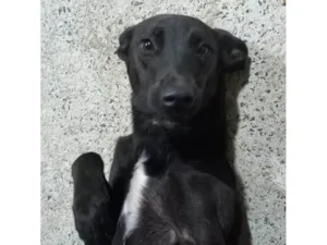 Cachorro raça SRD-ViraLata idade 7 a 11 meses nome Ambrósia