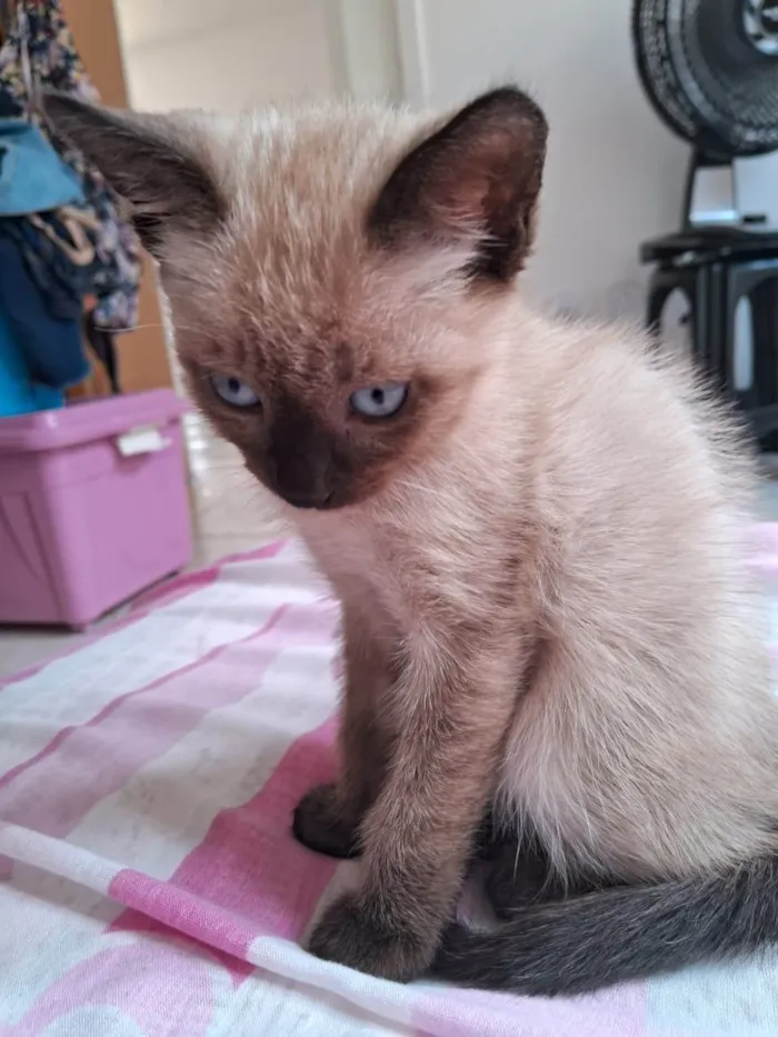 Gato ra a SRD-ViraLata idade 2 a 6 meses nome Café 