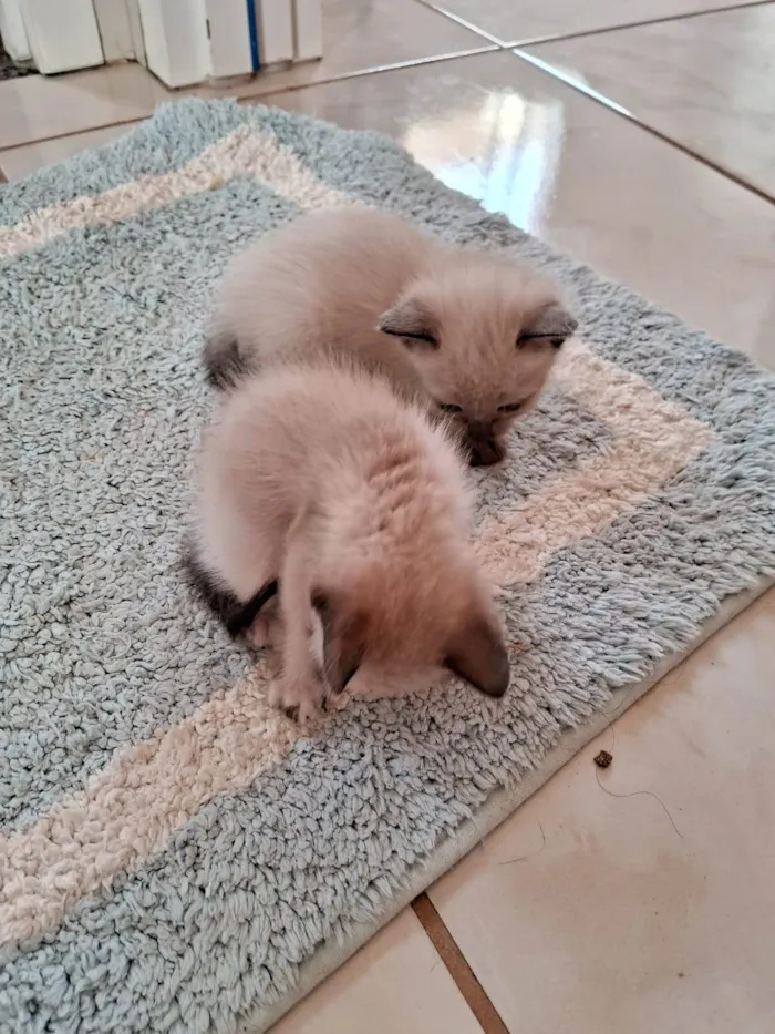 Gato ra a SRD-ViraLata idade 2 a 6 meses nome Café 