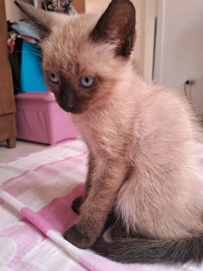 Gato ra a SRD-ViraLata idade 2 a 6 meses nome Café 