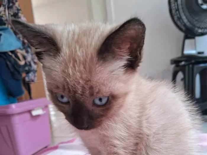 Gato ra a SRD-ViraLata idade 2 a 6 meses nome Café 