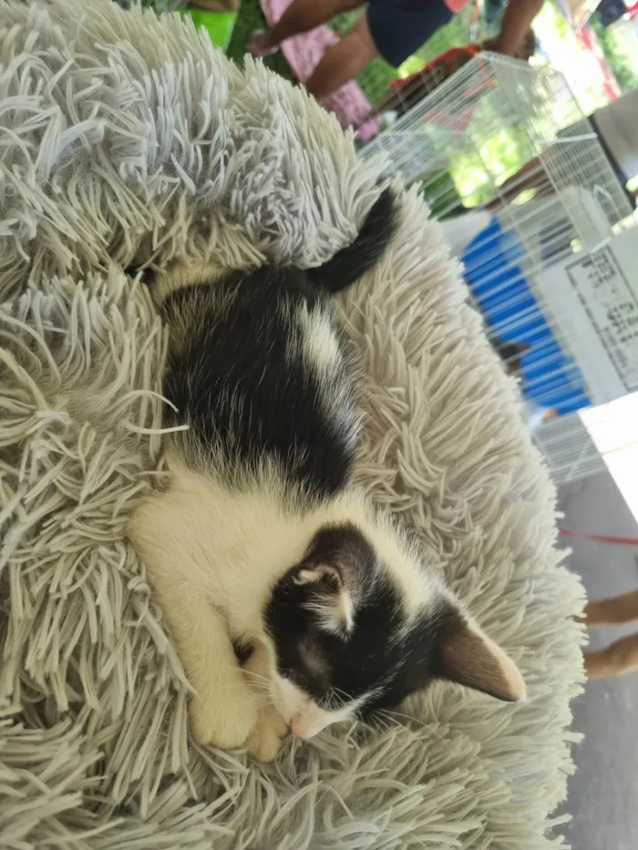 Gato ra a SRD-ViraLata idade 2 a 6 meses nome Frajolinha