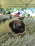 Frajolinha