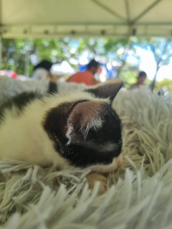 Gato ra a SRD-ViraLata idade 2 a 6 meses nome Frajolinha