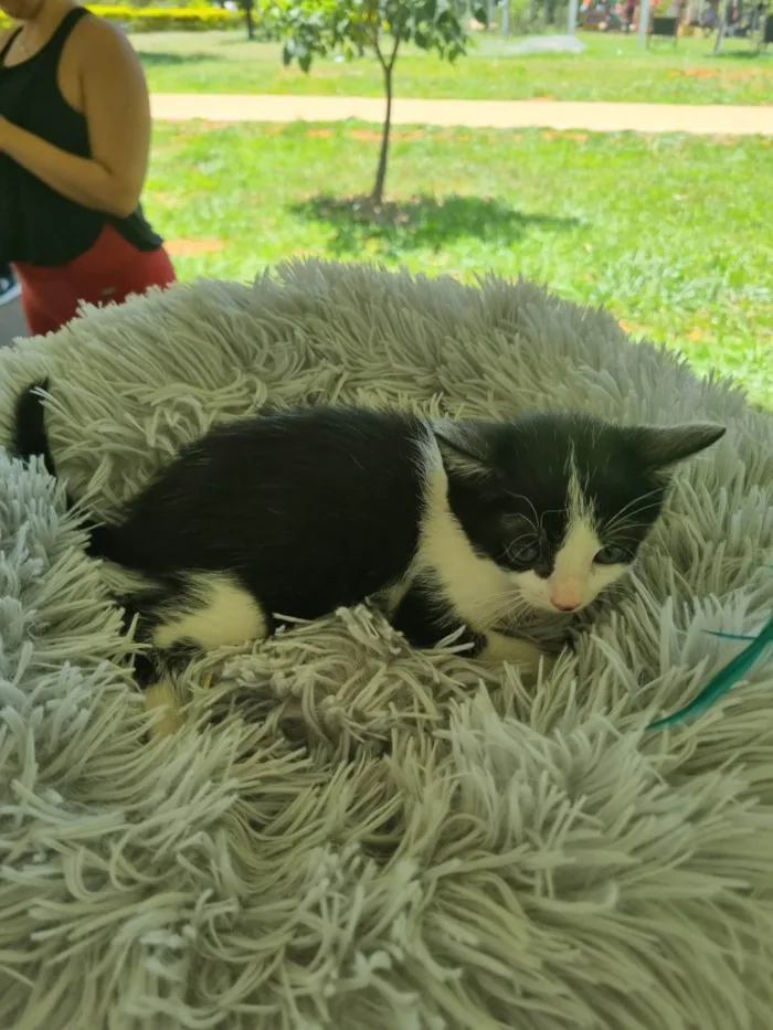 Gato ra a SRD-ViraLata idade 2 a 6 meses nome Frajolinha