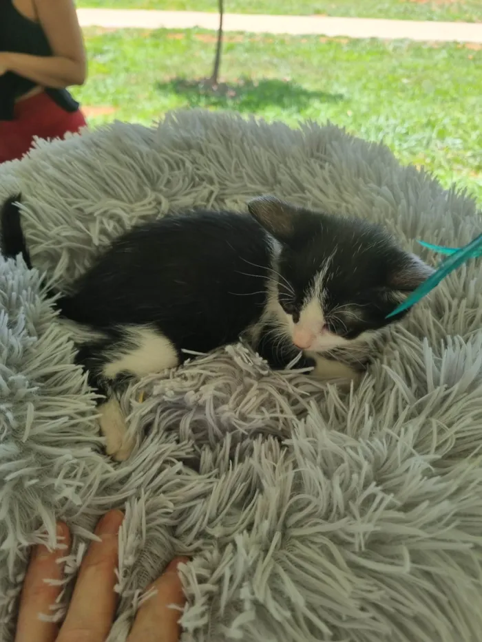 Gato ra a SRD-ViraLata idade 2 a 6 meses nome Frajolinha
