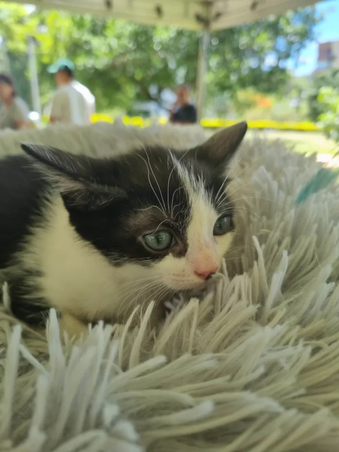Gato ra a SRD-ViraLata idade 2 a 6 meses nome Frajolinha
