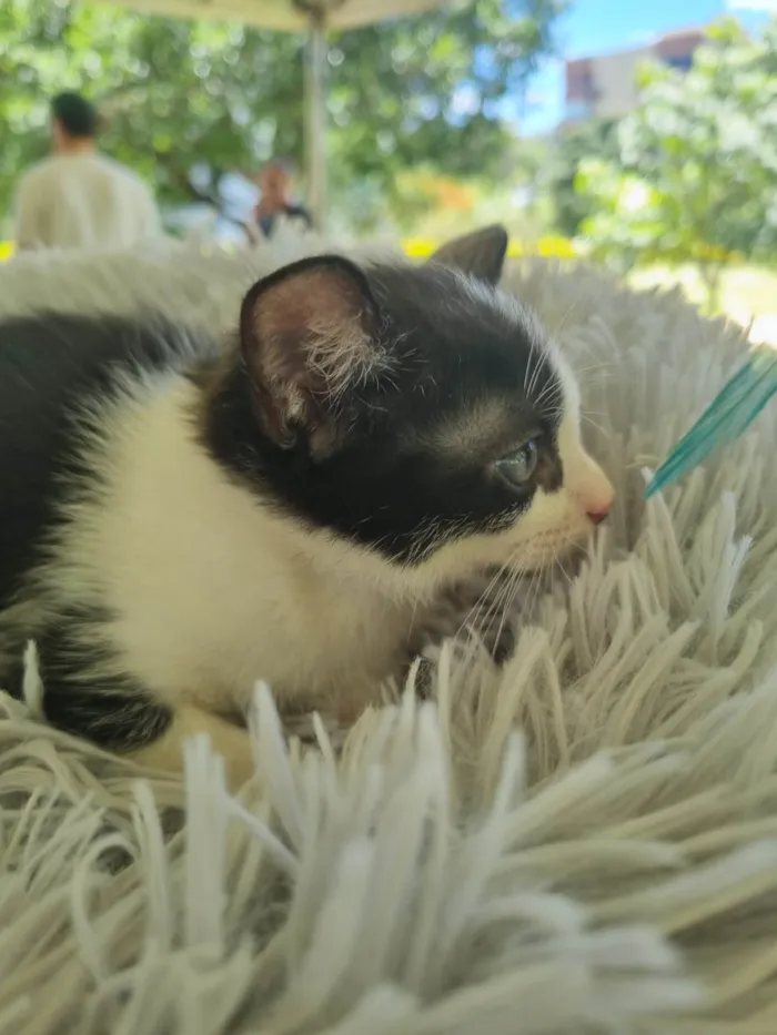 Gato ra a SRD-ViraLata idade 2 a 6 meses nome Frajolinha