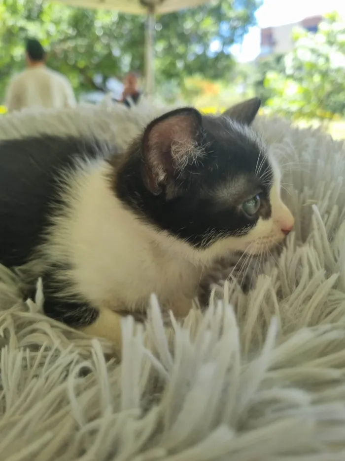 Gato ra a SRD-ViraLata idade 2 a 6 meses nome Frajolinha
