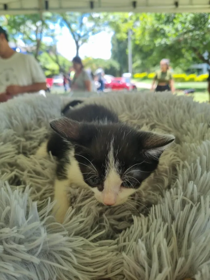 Gato ra a SRD-ViraLata idade 2 a 6 meses nome Frajolinha