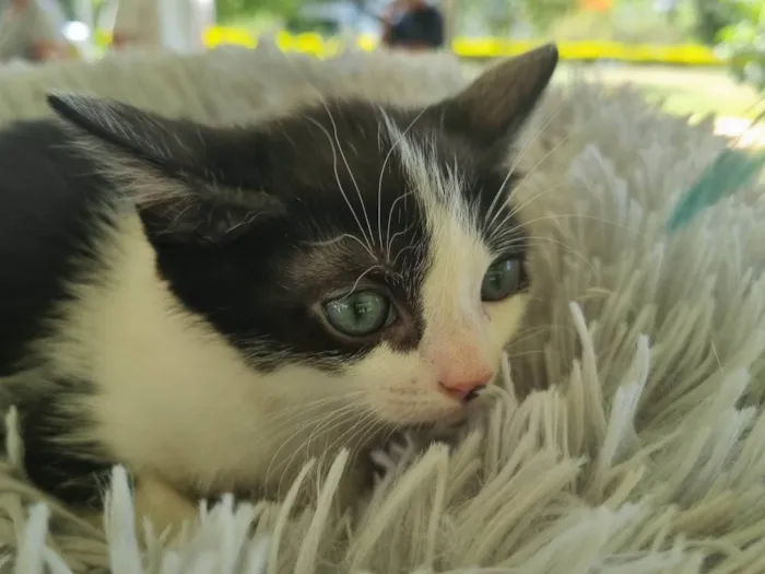 Gato ra a SRD-ViraLata idade 2 a 6 meses nome Frajolinha