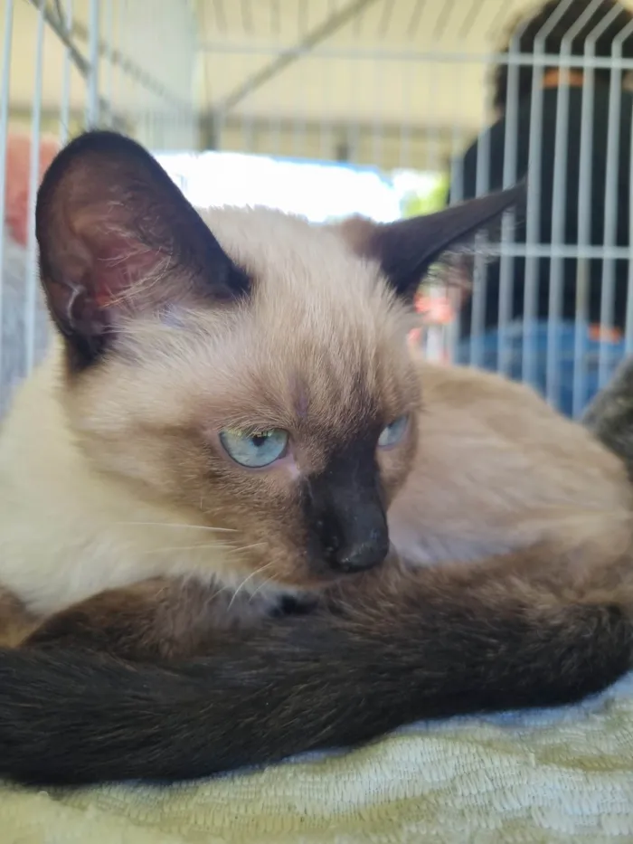 Gato ra a SRD-ViraLata idade 2 a 6 meses nome Bebel