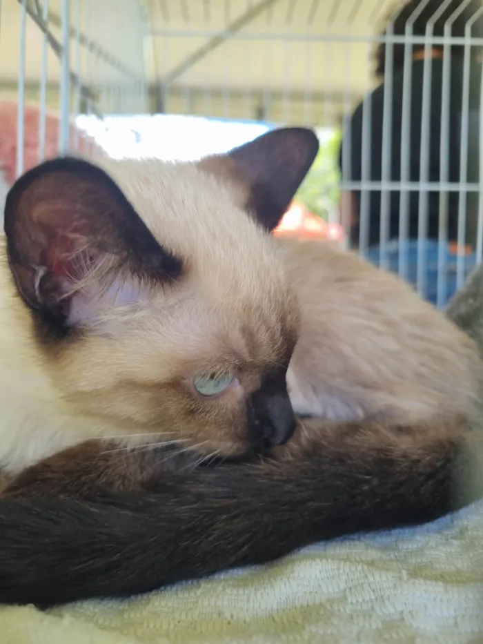 Gato ra a SRD-ViraLata idade 2 a 6 meses nome Bebel