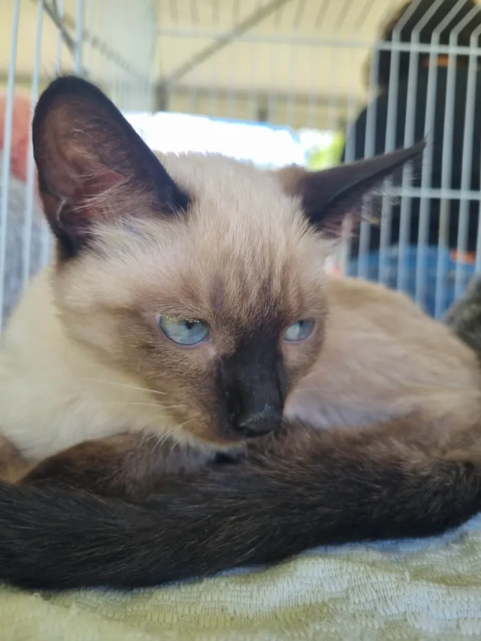 Gato ra a SRD-ViraLata idade 2 a 6 meses nome Bebel