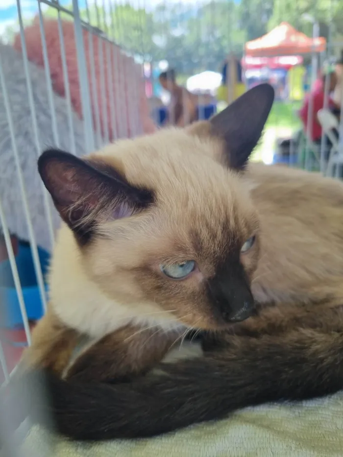 Gato ra a SRD-ViraLata idade 2 a 6 meses nome Bebel