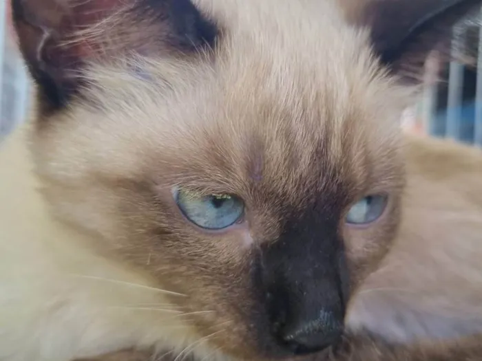 Gato ra a SRD-ViraLata idade 2 a 6 meses nome Bebel