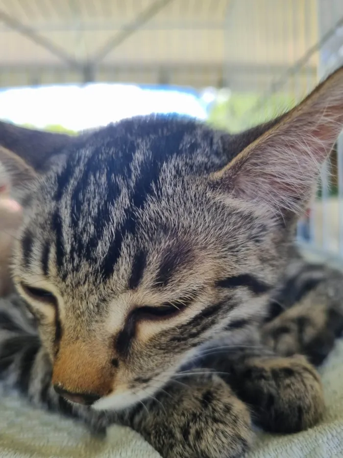Gato ra a SRD-ViraLata idade 2 a 6 meses nome Pituchinha