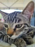 Pituchinha