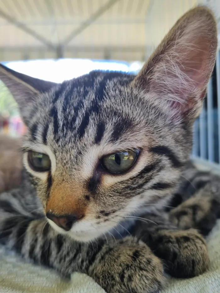Gato ra a SRD-ViraLata idade 2 a 6 meses nome Pituchinha