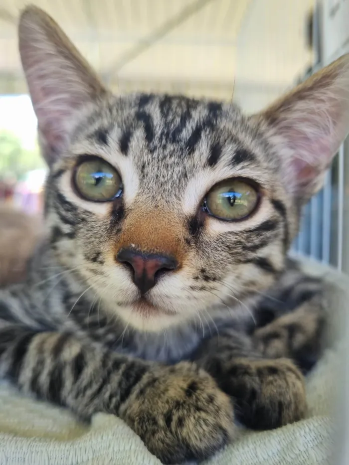 Gato ra a SRD-ViraLata idade 2 a 6 meses nome Pituchinha