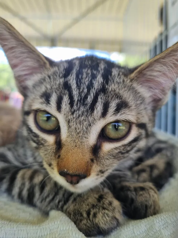 Gato ra a SRD-ViraLata idade 2 a 6 meses nome Pituchinha