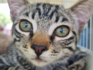Gato raça SRD-ViraLata idade 2 a 6 meses nome Pituchinha