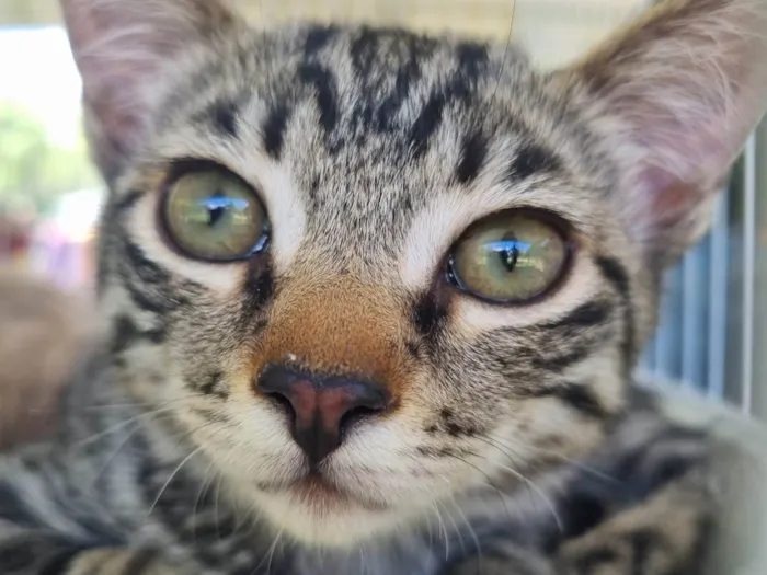 Gato ra a SRD-ViraLata idade 2 a 6 meses nome Pituchinha