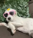 Penélope 