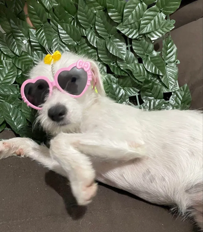 Cachorro ra a SRD-ViraLata idade 1 ano nome Penélope 