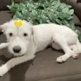 Penélope 