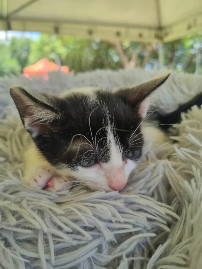 Gato ra a SRD-ViraLata idade 2 a 6 meses nome Juninho