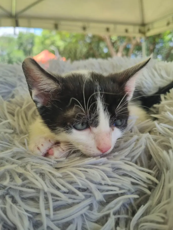 Gato ra a SRD-ViraLata idade 2 a 6 meses nome Juninho