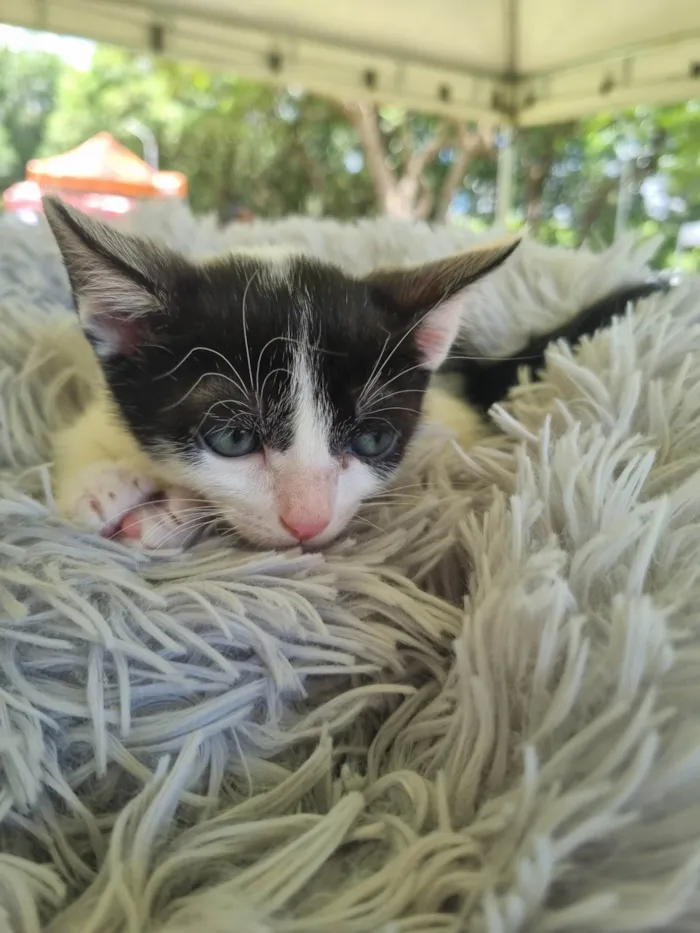 Gato ra a SRD-ViraLata idade 2 a 6 meses nome Juninho