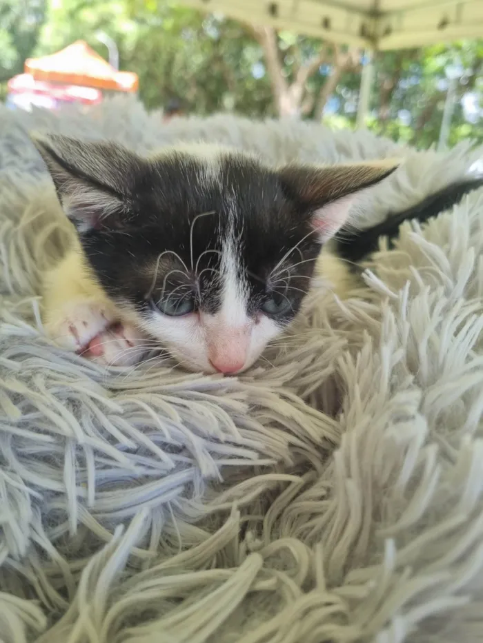 Gato ra a SRD-ViraLata idade 2 a 6 meses nome Juninho