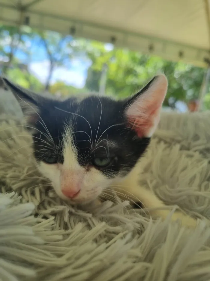 Gato ra a SRD-ViraLata idade 2 a 6 meses nome Juninho