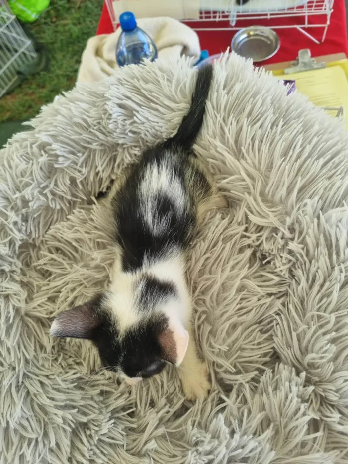Gato ra a SRD-ViraLata idade 2 a 6 meses nome Juninho
