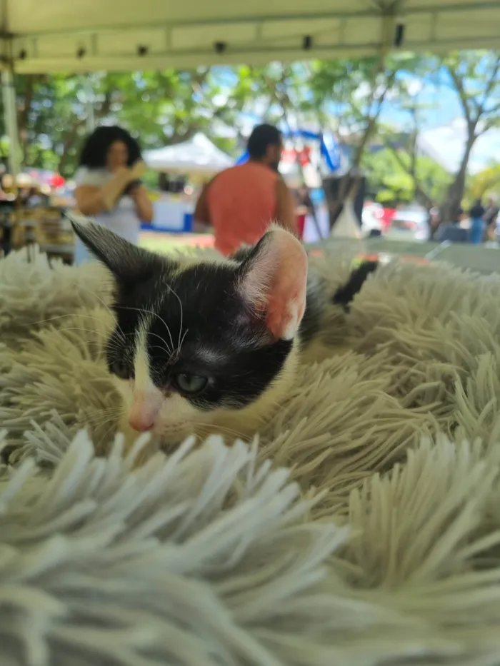 Gato ra a SRD-ViraLata idade 2 a 6 meses nome Juninho