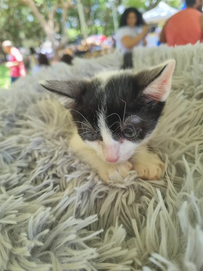 Gato ra a SRD-ViraLata idade 2 a 6 meses nome Juninho