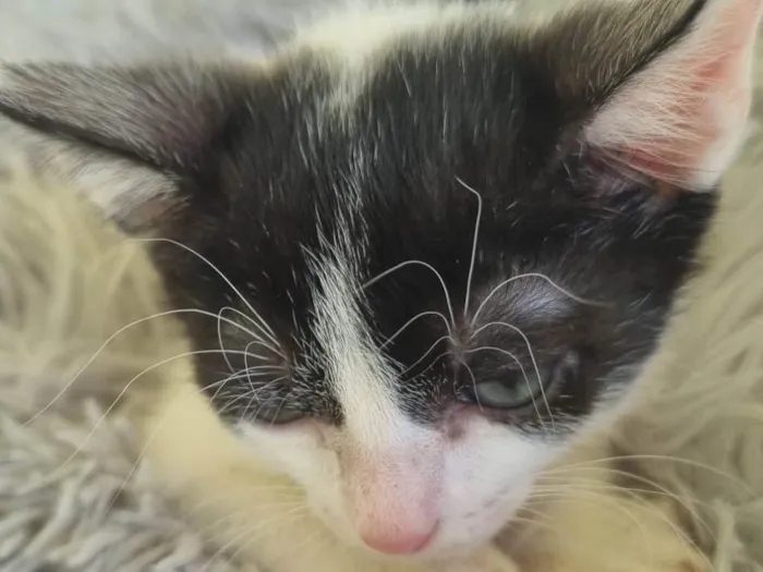 Gato ra a SRD-ViraLata idade 2 a 6 meses nome Juninho