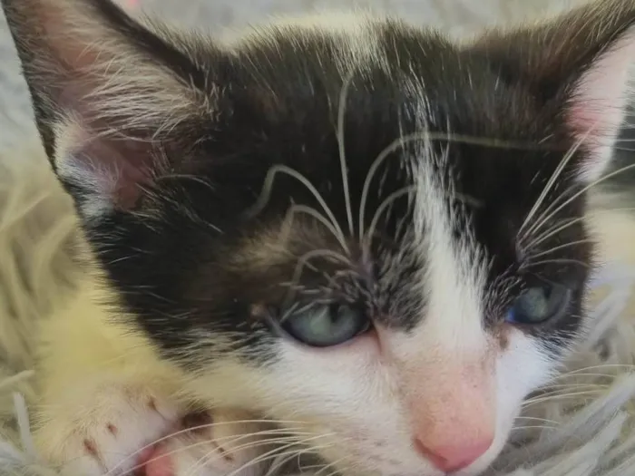 Gato ra a SRD-ViraLata idade 2 a 6 meses nome Juninho