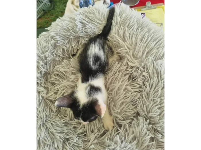 Gato ra a SRD-ViraLata idade 2 a 6 meses nome Juninho